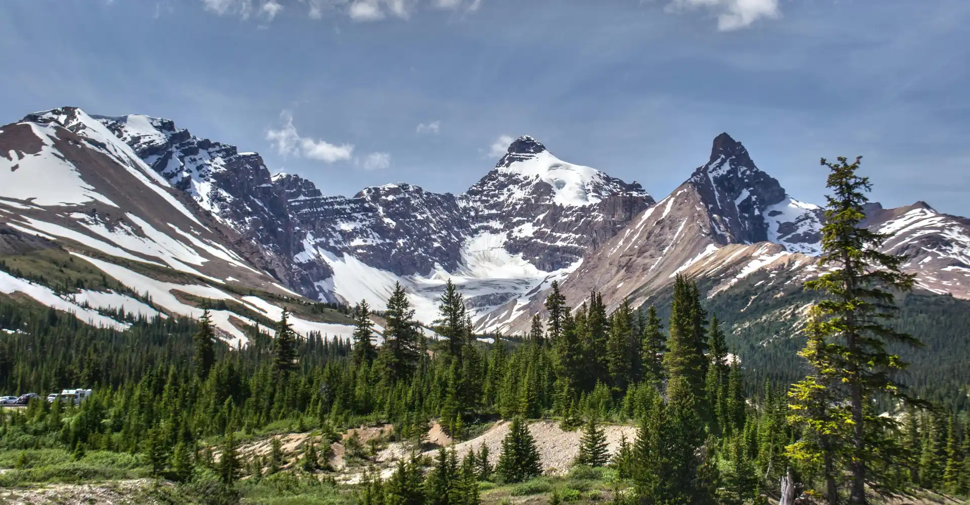 pine trees near mountain landscape